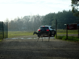 Père David`s Deer at the Safaripark Beekse Bergen, viewed from the car during the Autosafari