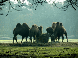 Camels at the Safaripark Beekse Bergen, viewed from the car during the Autosafari