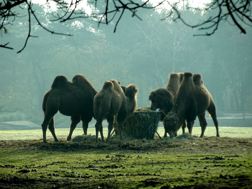 Camels at the Safaripark Beekse Bergen, viewed from the car during the Autosafari