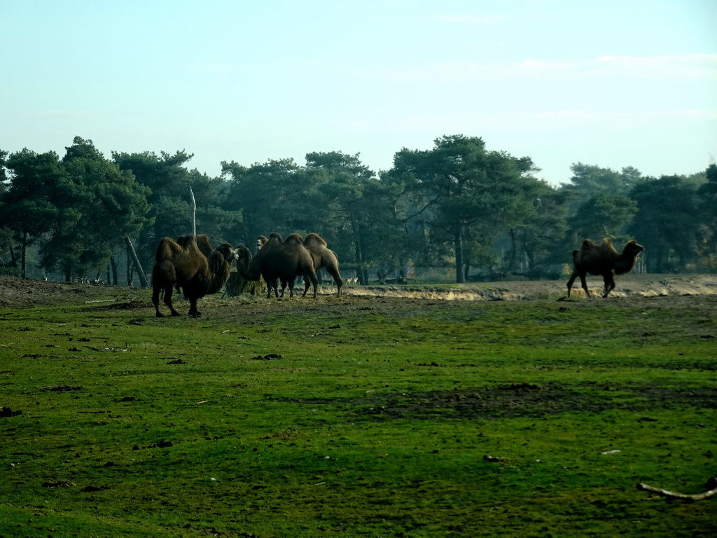 Camels at the Safaripark Beekse Bergen, viewed from the car during the Autosafari