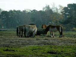 Przewalski`s Horses at the Safaripark Beekse Bergen, viewed from the car during the Autosafari