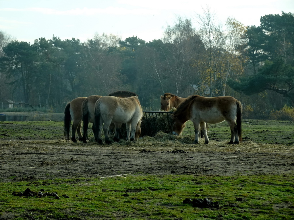 Przewalski`s Horses at the Safaripark Beekse Bergen, viewed from the car during the Autosafari