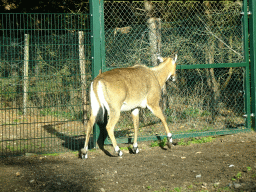 Nilgai at the Safaripark Beekse Bergen, viewed from the car during the Autosafari