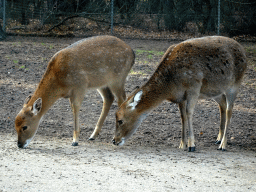 Tonkin Sika Deer at the Safaripark Beekse Bergen, viewed from the car during the Autosafari