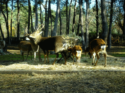Nilgais at the Safaripark Beekse Bergen, viewed from the car during the Autosafari
