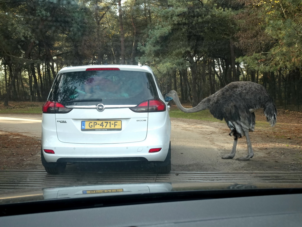 Ostrich biting in a car at the Safaripark Beekse Bergen, viewed from the car during the Autosafari