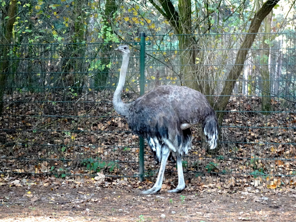 Ostrich at the Safaripark Beekse Bergen, viewed from the car during the Autosafari