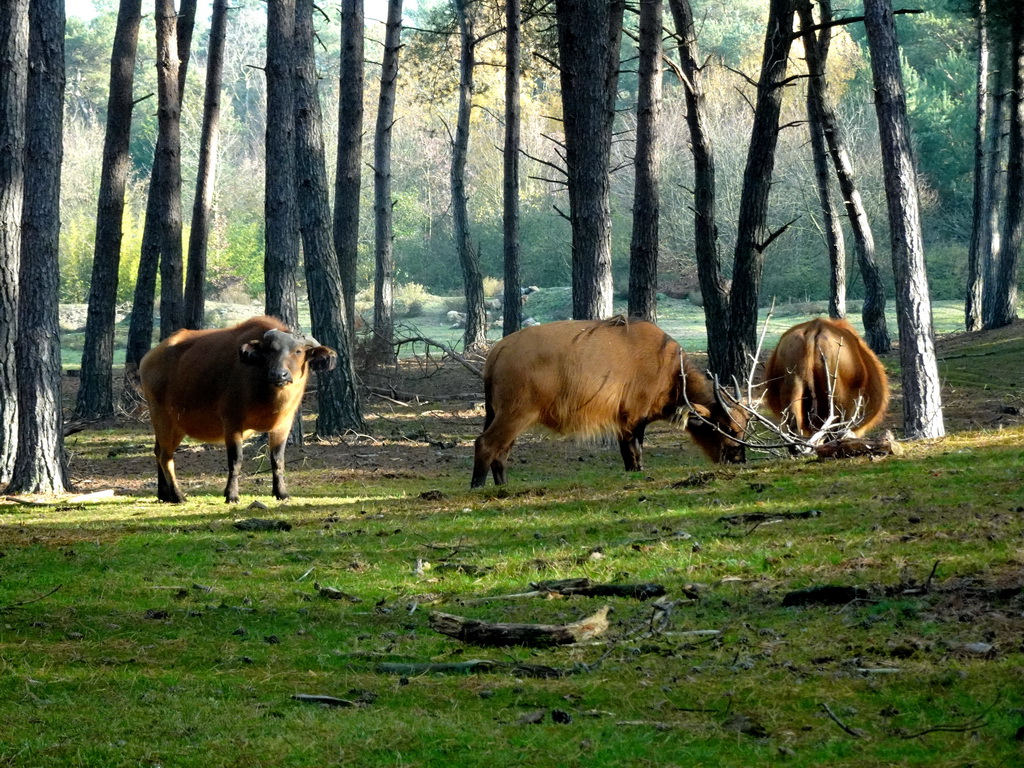 Zebus at the Safaripark Beekse Bergen, viewed from the car during the Autosafari