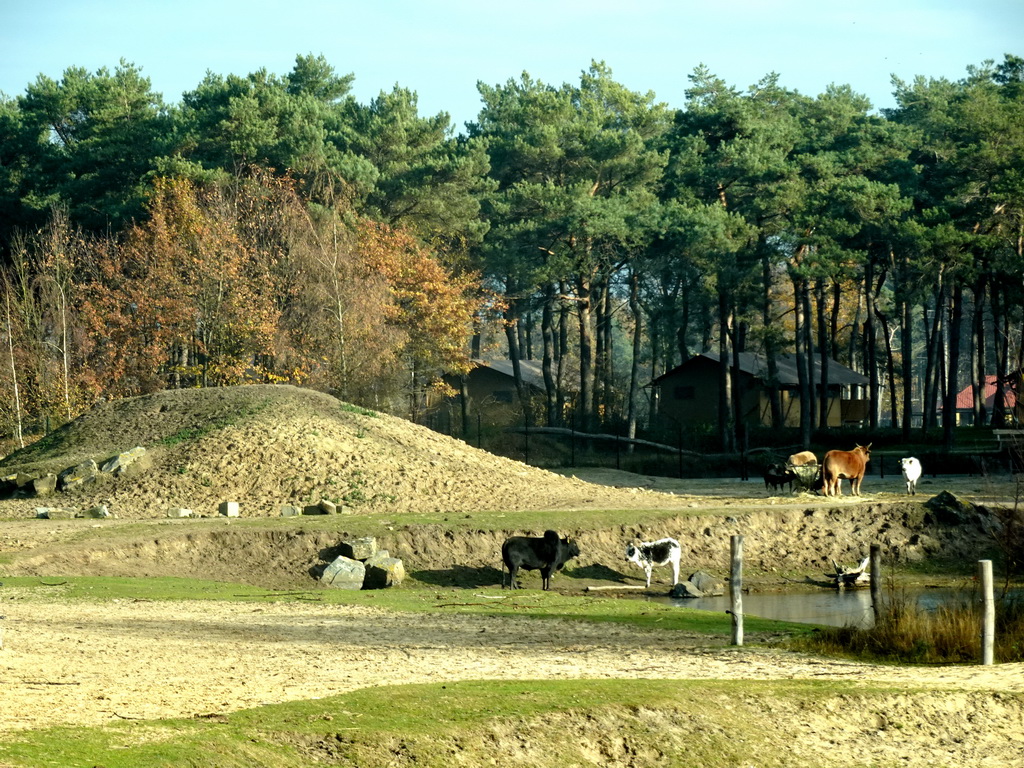 Zebus at the Safaripark Beekse Bergen, viewed from the car during the Autosafari