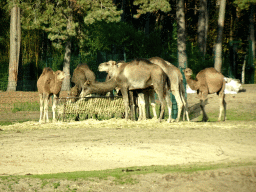 Dromedaries at the Safaripark Beekse Bergen, viewed from the car during the Autosafari