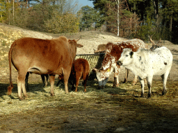 Zebus at the Safaripark Beekse Bergen, viewed from the car during the Autosafari