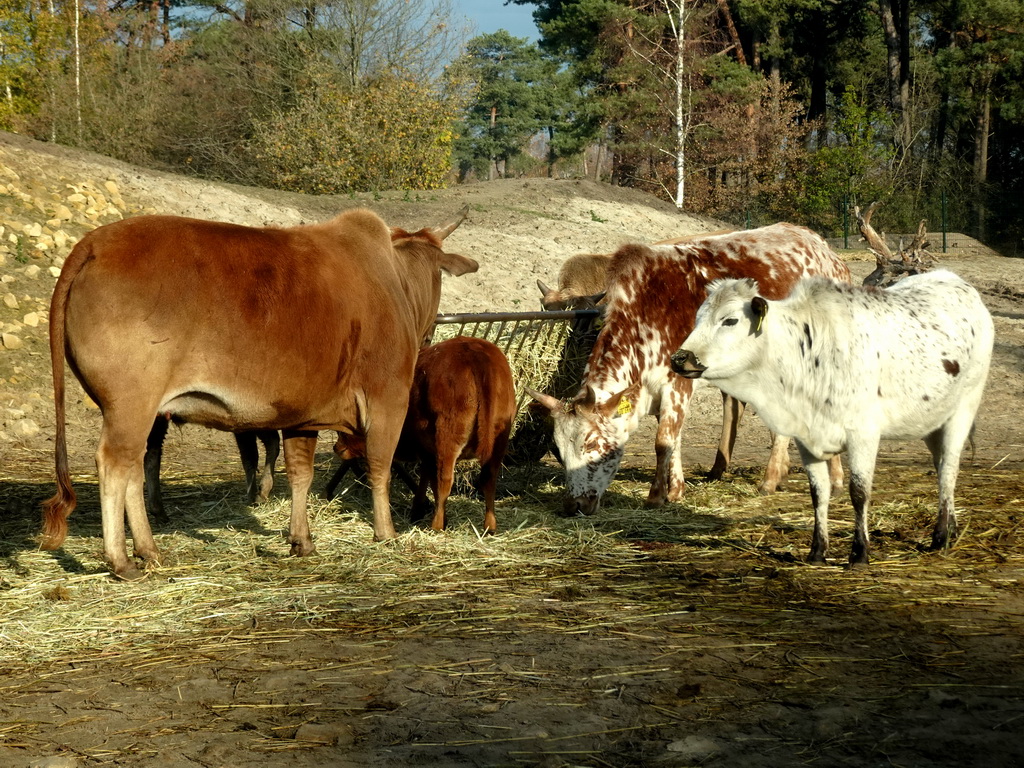 Zebus at the Safaripark Beekse Bergen, viewed from the car during the Autosafari