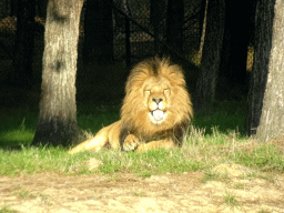 Lion at the Safaripark Beekse Bergen, viewed from the car during the Autosafari