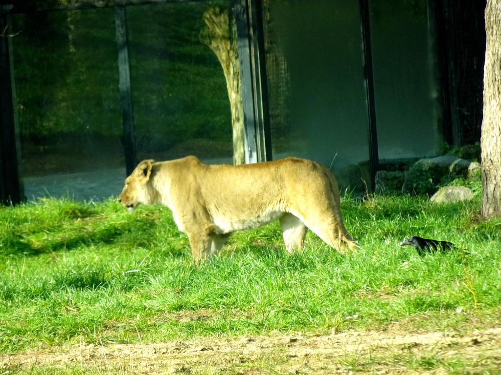 Lion at the Safaripark Beekse Bergen, viewed from the car during the Autosafari