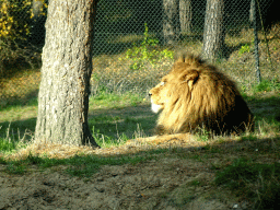 Lion at the Safaripark Beekse Bergen, viewed from the car during the Autosafari