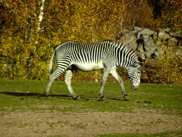 Grévy`s Zebra at the Safaripark Beekse Bergen, viewed from the car during the Autosafari