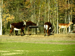 Sable Antelopes at the Safaripark Beekse Bergen, viewed from the car during the Autosafari