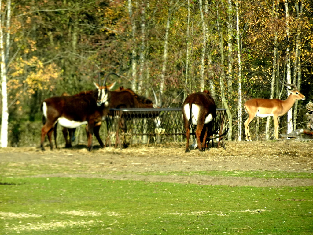 Sable Antelopes at the Safaripark Beekse Bergen, viewed from the car during the Autosafari