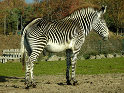 Grévy`s Zebra at the Safaripark Beekse Bergen, viewed from the car during the Autosafari