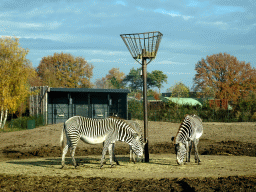 Grévy`s Zebra at the Safaripark Beekse Bergen, viewed from the car during the Autosafari