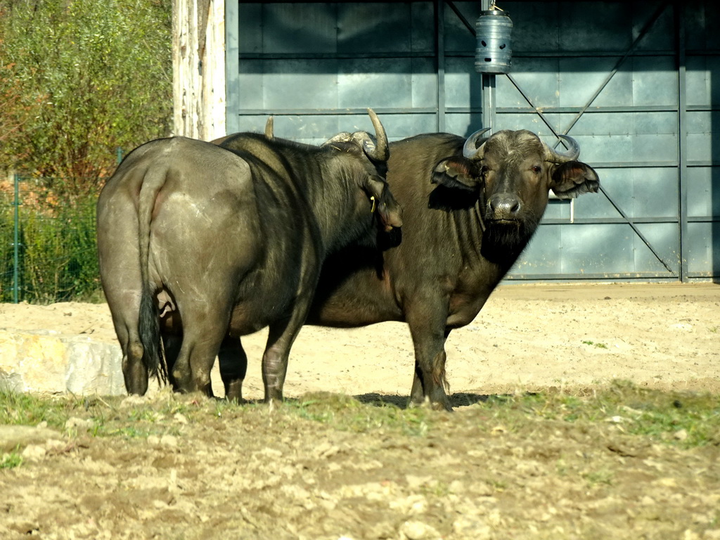 African Buffalos at the Safaripark Beekse Bergen, viewed from the car during the Autosafari