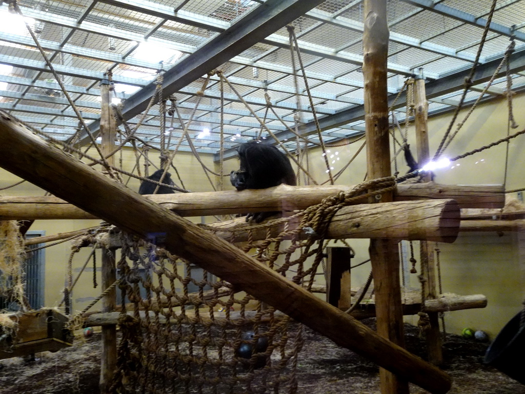 Chimpanzees at the Safaripark Beekse Bergen