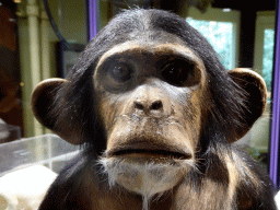 hilvarenbeek_5_056 - 339 kb - 1024x768 - Stuffed Chimpanzee in the Vriendenkraal building at the Safaripark Beekse Bergen Stuffed Chimpanzee in the Vriendenkraal building at the Safaripark Beekse Bergen