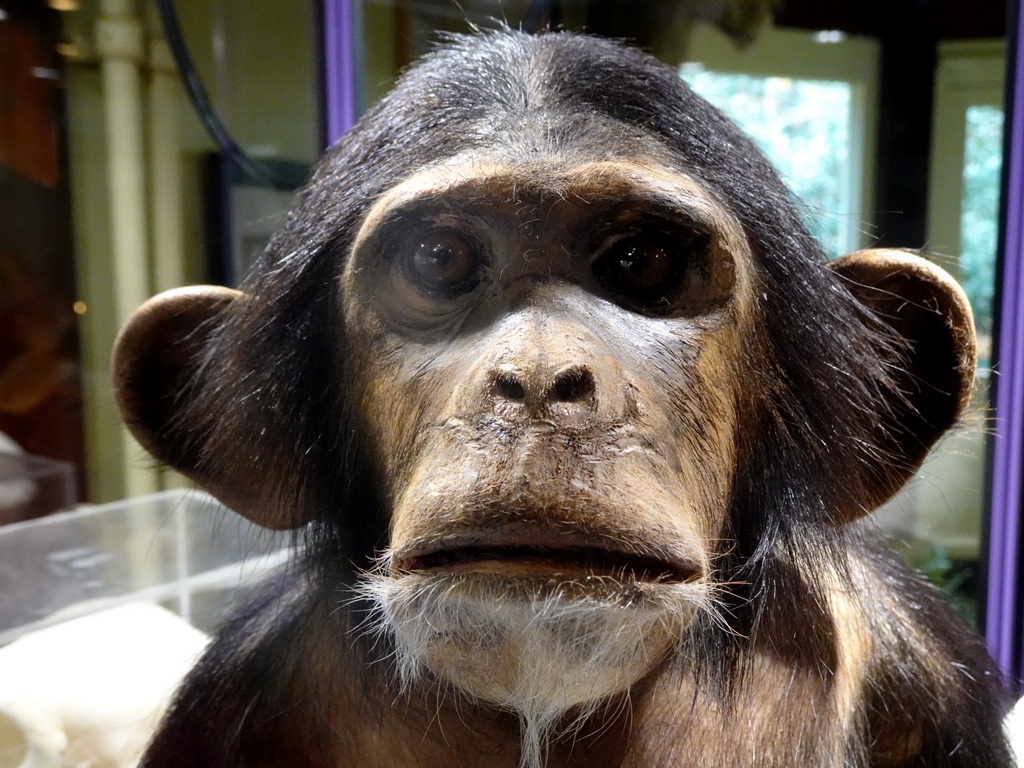 Stuffed Chimpanzee in the Vriendenkraal building at the Safaripark Beekse Bergen