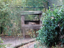 Leopard at the Safaripark Beekse Bergen