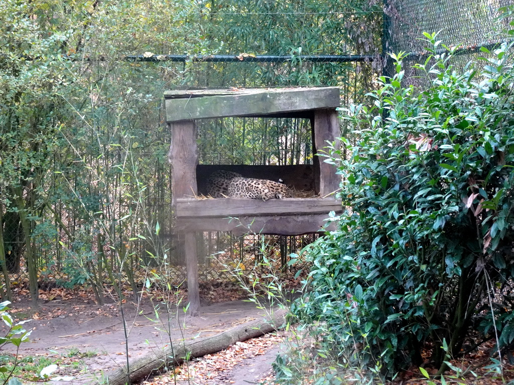 Leopard at the Safaripark Beekse Bergen