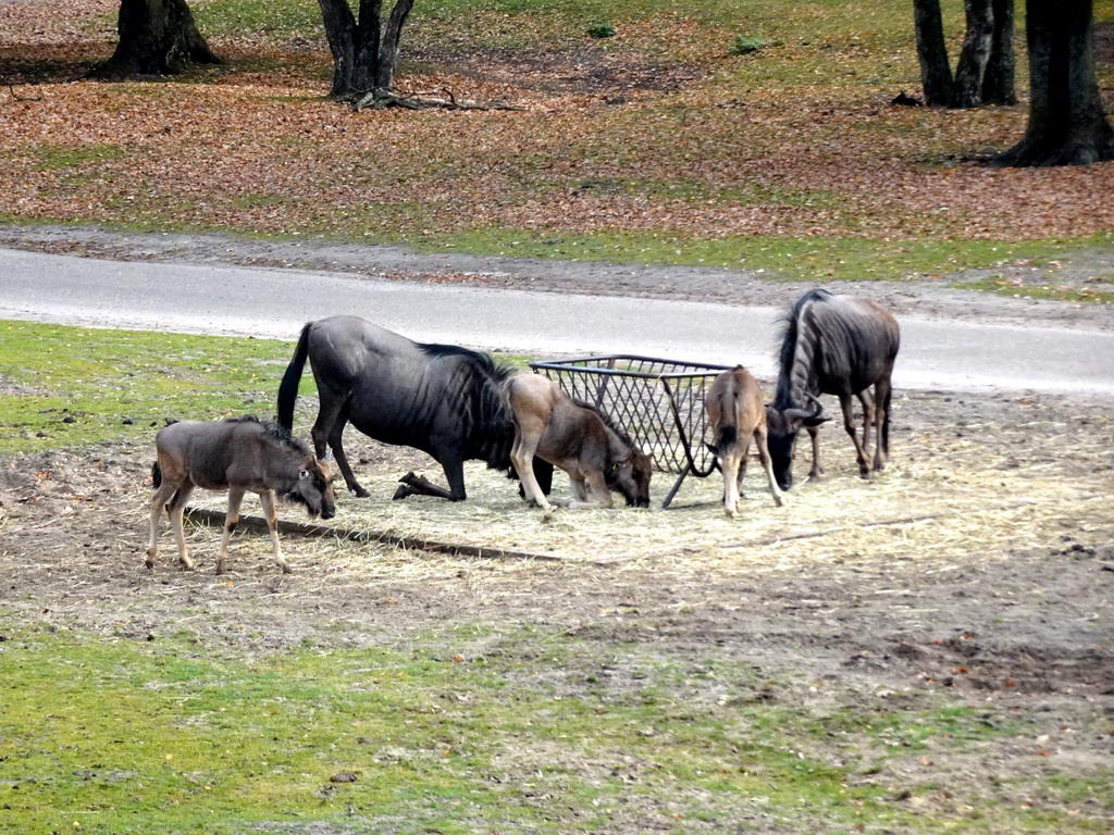Blue Wildebeests at the Safaripark Beekse Bergen