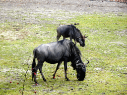 hilvarenbeek_5_059 - 500 kb - 1024x768 - Blue Wildebeests at the Safaripark Beekse Bergen Blue Wildebeests at the Safaripark Beekse Bergen