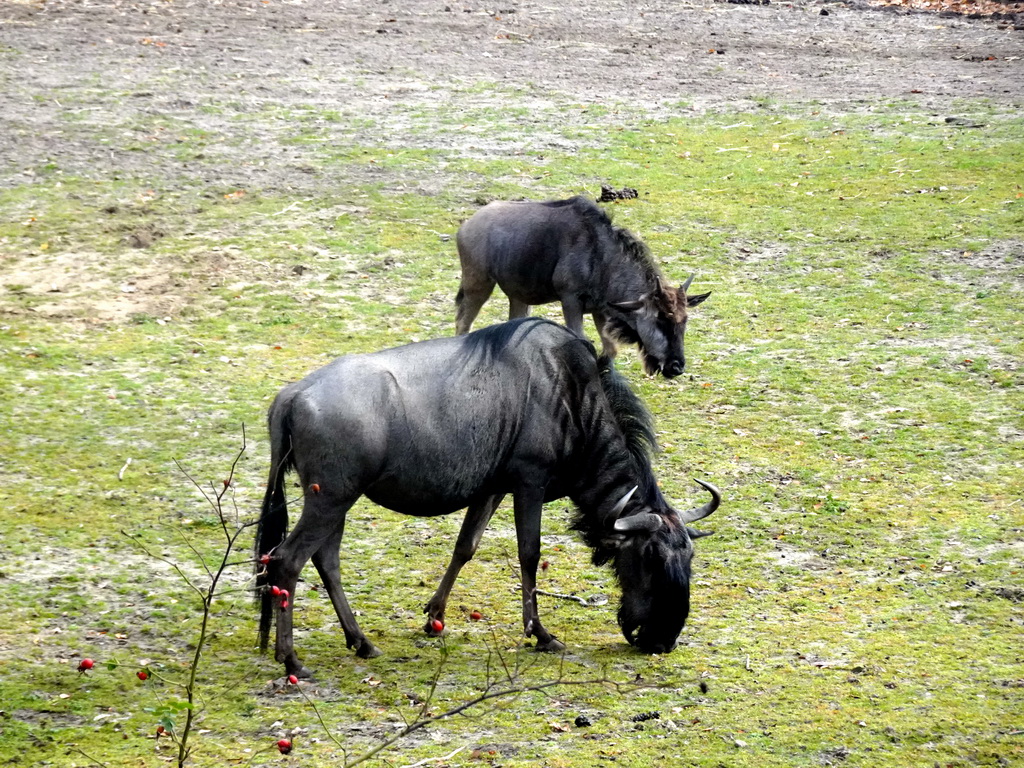 Blue Wildebeests at the Safaripark Beekse Bergen