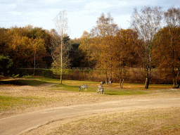 Grévy`s Zebras at the Safaripark Beekse Bergen