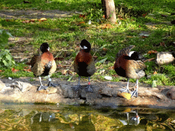 White-faced Whistling Ducks at the Wetland Aviary at the Safaripark Beekse Bergen