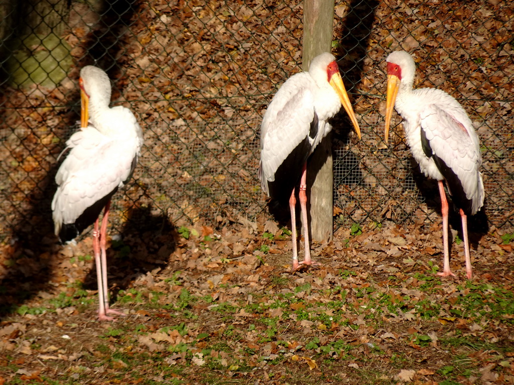 Yellow-billed Storks at the Wetland Aviary at the Safaripark Beekse Bergen