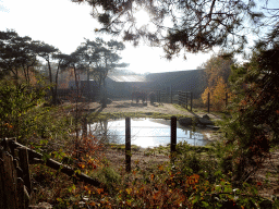 African Elephants at the Safaripark Beekse Bergen