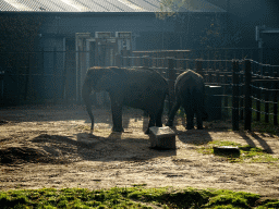 African Elephants at the Safaripark Beekse Bergen