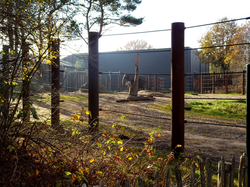 African Elephants at the Safaripark Beekse Bergen