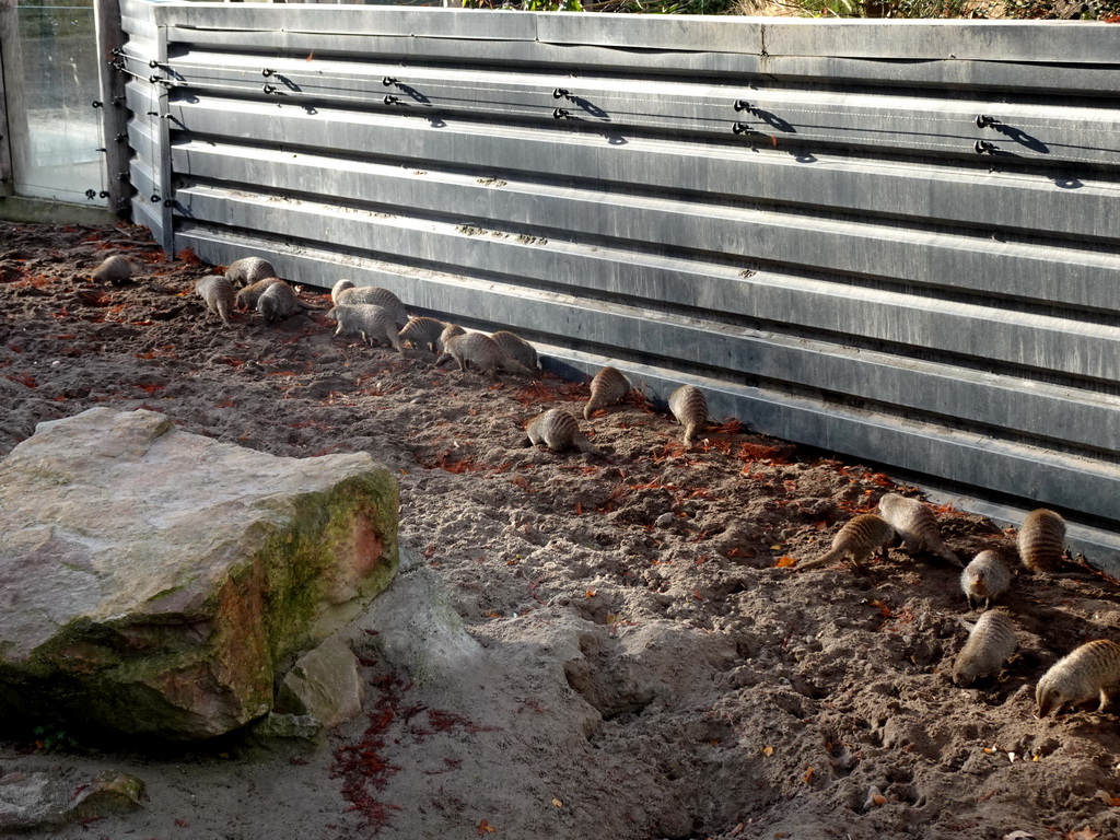 Banded Mongooses at the Safaripark Beekse Bergen