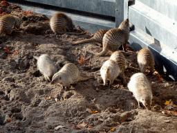 Banded Mongooses at the Safaripark Beekse Bergen