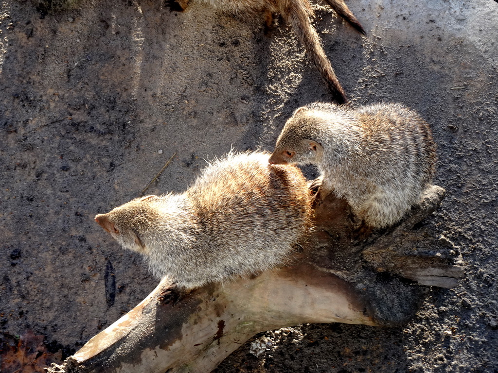 Banded Mongooses at the Safaripark Beekse Bergen