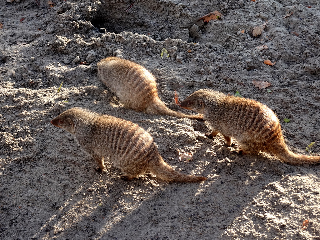 Banded Mongooses at the Safaripark Beekse Bergen