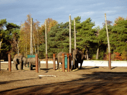 African Elephants at the Safaripark Beekse Bergen