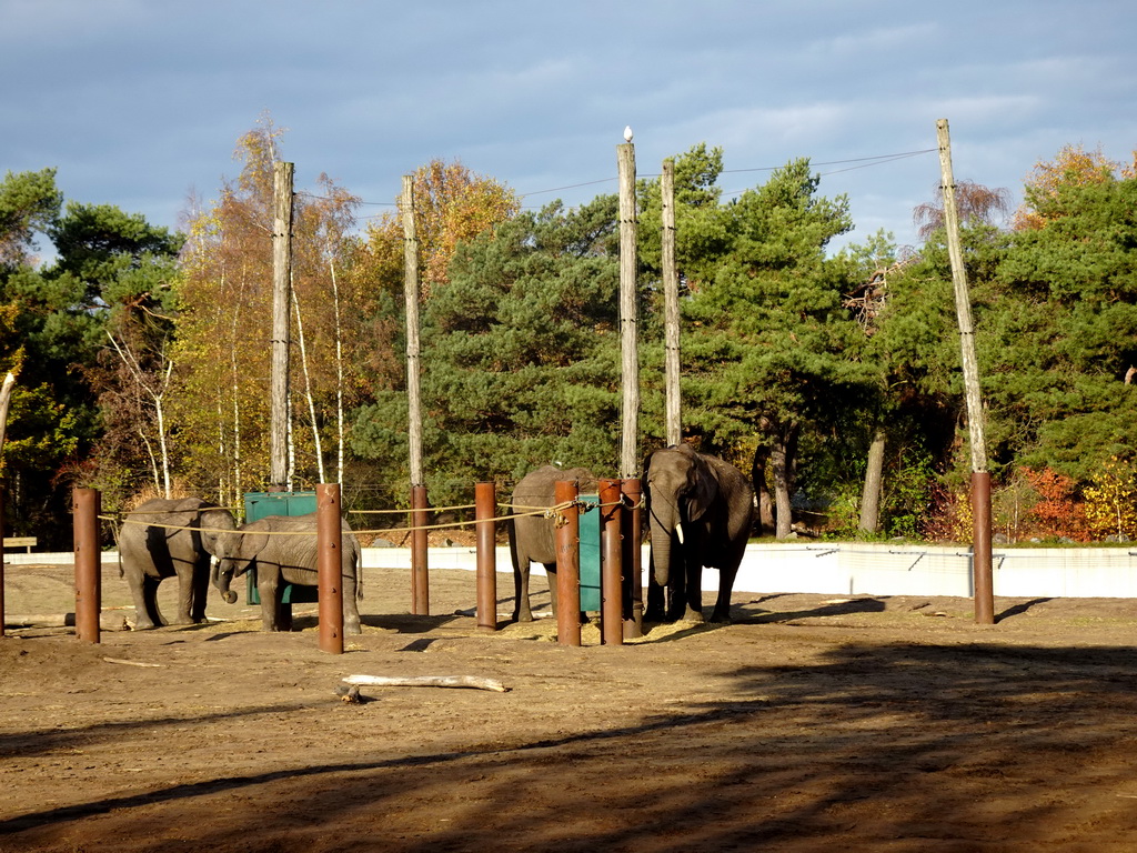 African Elephants at the Safaripark Beekse Bergen