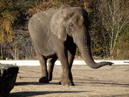 African Elephant at the Safaripark Beekse Bergen