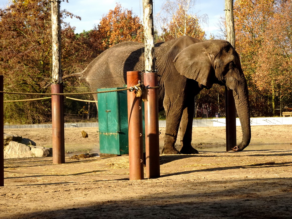 African Elephant pooping at the Safaripark Beekse Bergen