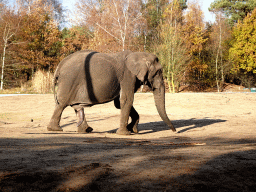 African Elephant at the Safaripark Beekse Bergen