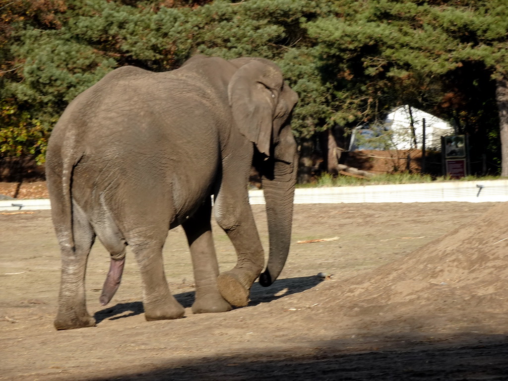 African Elephant at the Safaripark Beekse Bergen