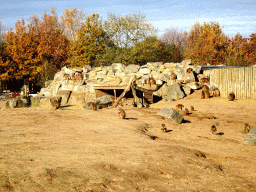 Hamadryas Baboons at the Safaripark Beekse Bergen